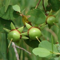 Sonneratia caseolaris (L.) Engl.